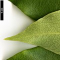 SpeciesSub: var. adaphniphylloides